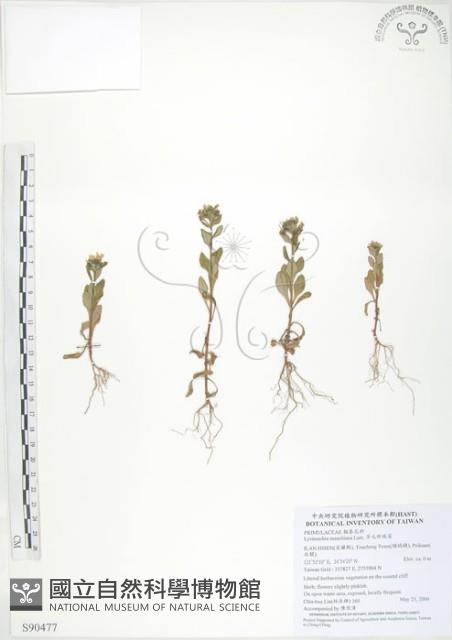 茅毛珍珠菜藏品圖，第1張