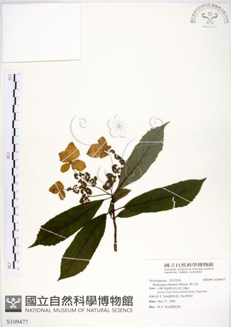 華八仙藏品圖，第1張