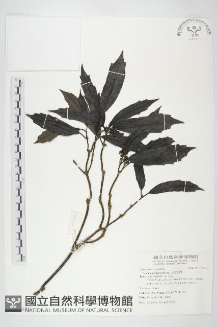 桃葉珊瑚藏品圖，第1張