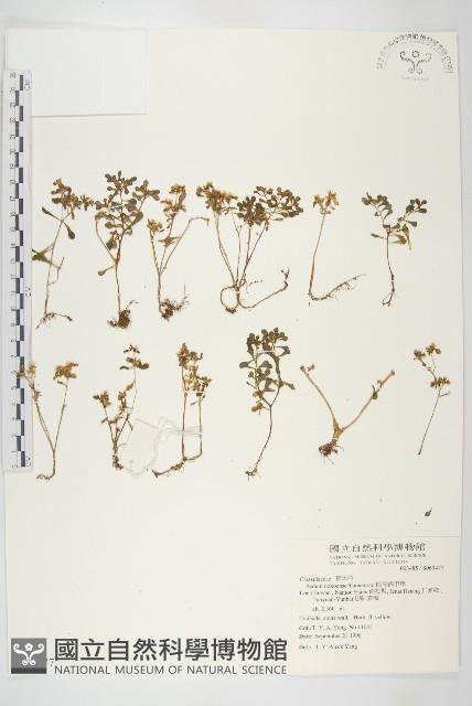 能高佛甲草藏品圖，第1張