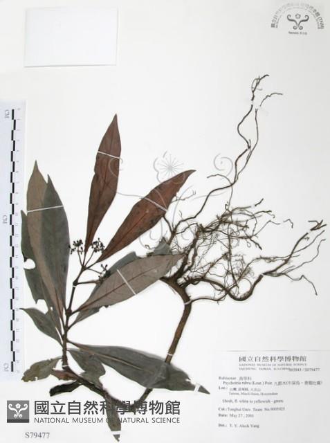 九節木、牛屎烏、青龍吐霧藏品圖，第1張