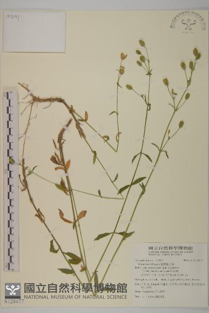 臺灣蠅子草藏品圖，第1張