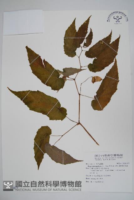 藤枝秋海棠藏品圖，第1張