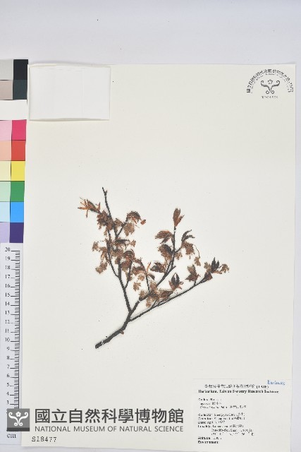 臺灣水青岡藏品圖，第1張