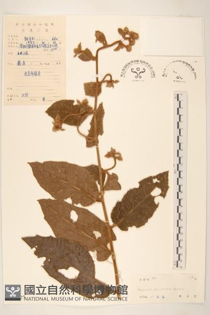 茄葉斑鳩菊藏品圖，第1張