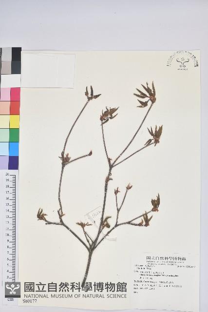 登錄號:S080177藏品圖，第1張