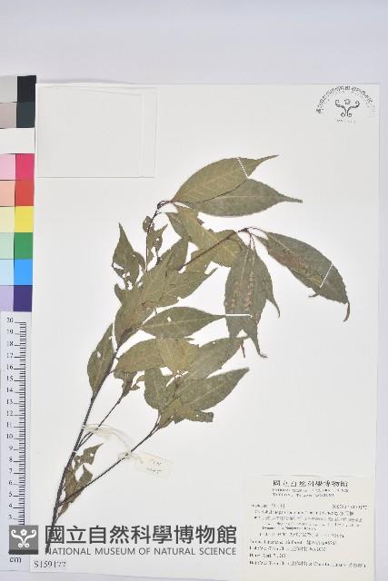 錐果櫟藏品圖，第1張