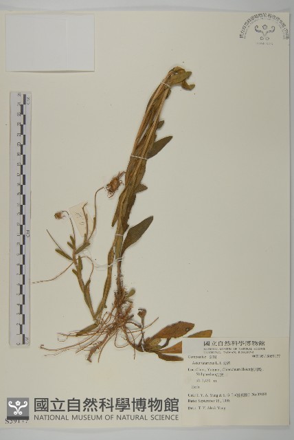 紫菀藏品圖，第1張