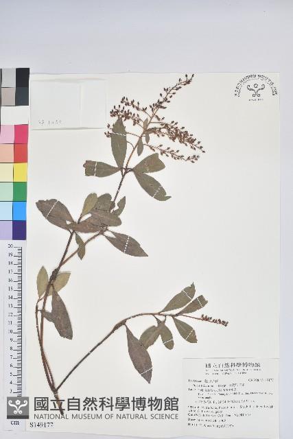 臺灣馬醉木藏品圖，第1張