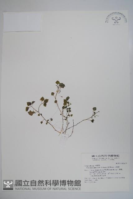 山桔梗藏品圖，第1張