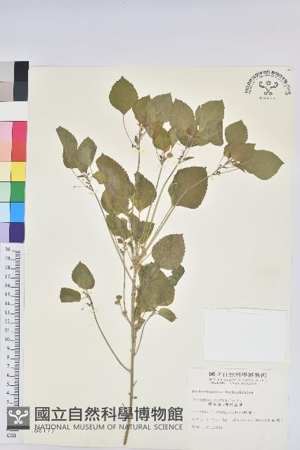 鐵莧菜藏品圖，第1張