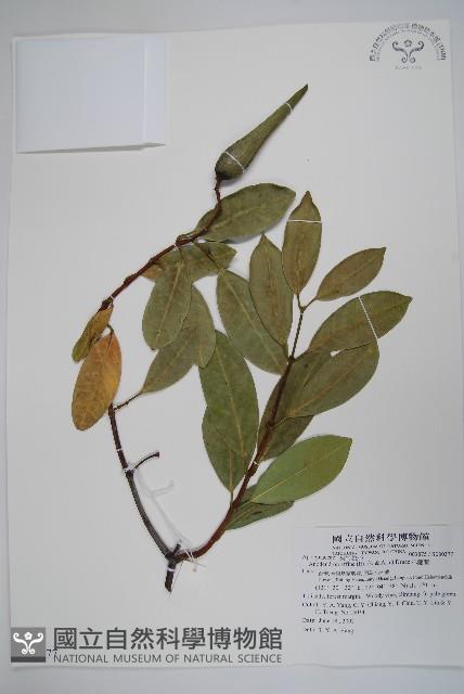 小錦蘭藏品圖，第1張