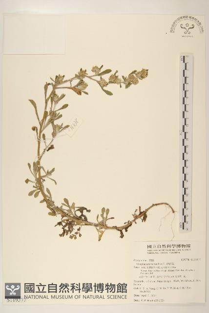 絲綿草藏品圖，第1張