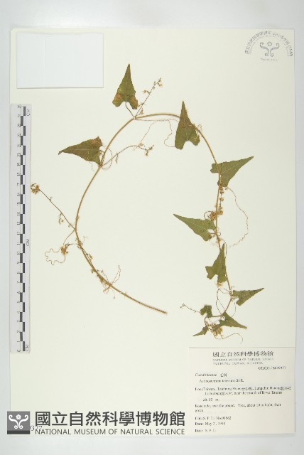 合子草藏品圖，第1張