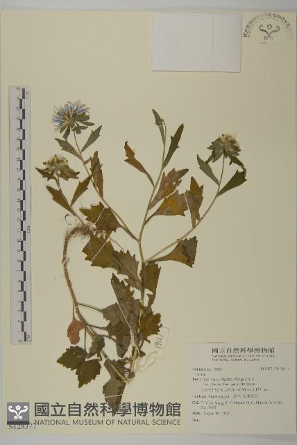 登錄號:S128377藏品圖，第1張