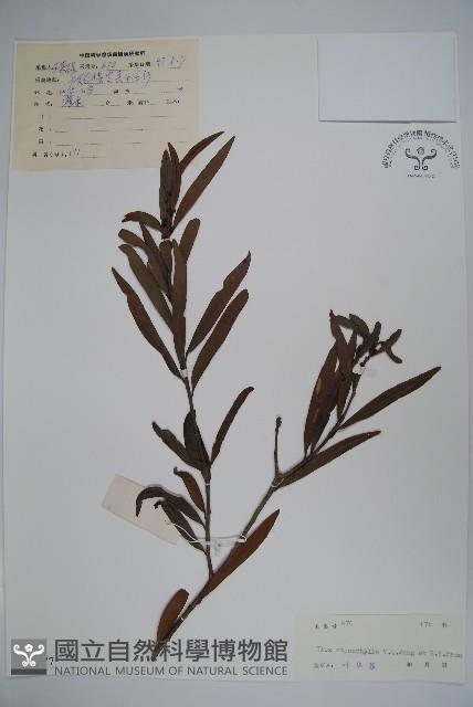 登錄號:S038377藏品圖，第1張