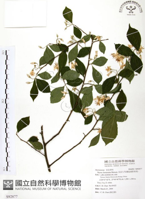 烏皮九芎、奮起湖野茉莉藏品圖，第1張