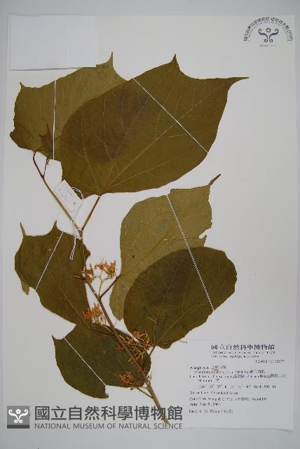 Chinese alangium,Oriental alangium Collection Image, Figure 1, Total 2 Figures