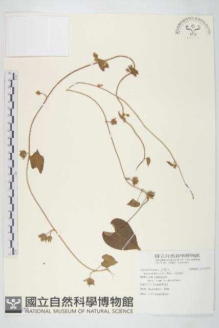 白花牽牛藏品圖，第1張