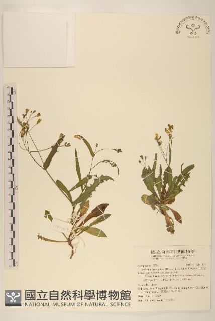 刀傷草藏品圖，第1張