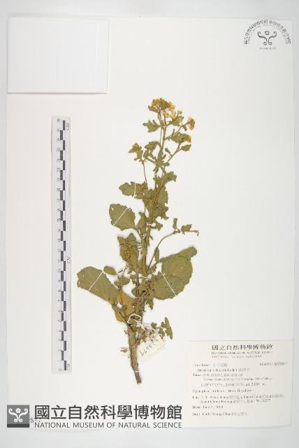 山芥菜藏品圖，第1張