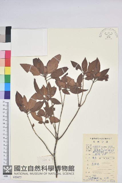 腺萼馬銀花藏品圖，第1張