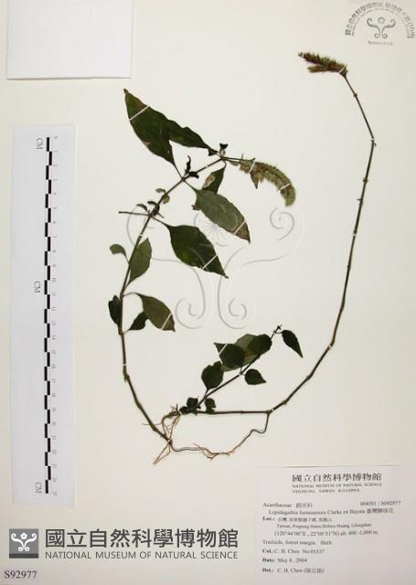 臺灣鱗球花藏品圖，第1張