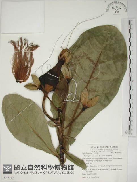 棋盤腳樹藏品圖，第1張