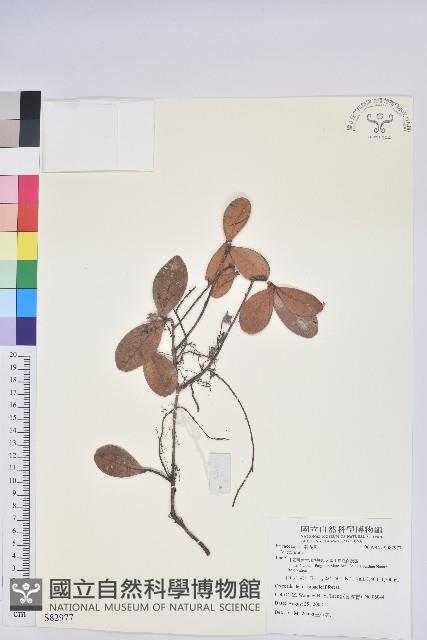 登錄號:S082977藏品圖，第1張