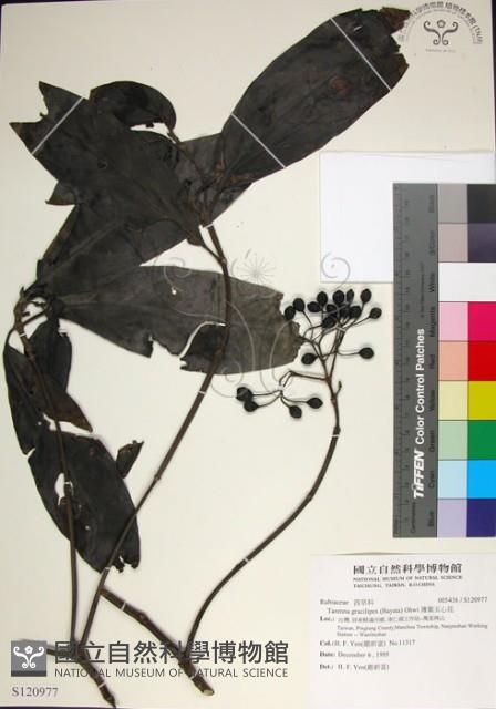 薄葉玉心花藏品圖，第1張