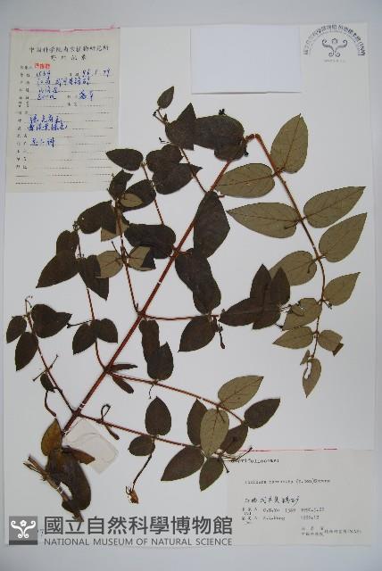 大花忍冬藏品圖，第1張