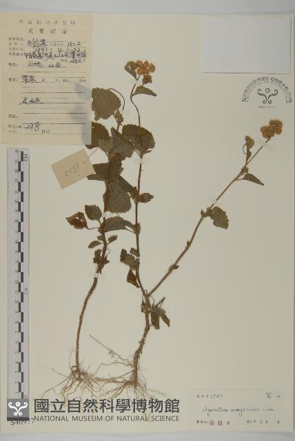 霍香薊藏品圖，第1張