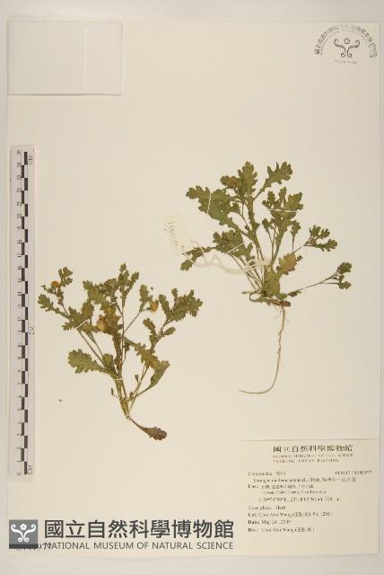 線球菊、田基黃藏品圖，第1張