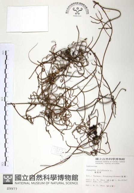 無根草藏品圖，第1張