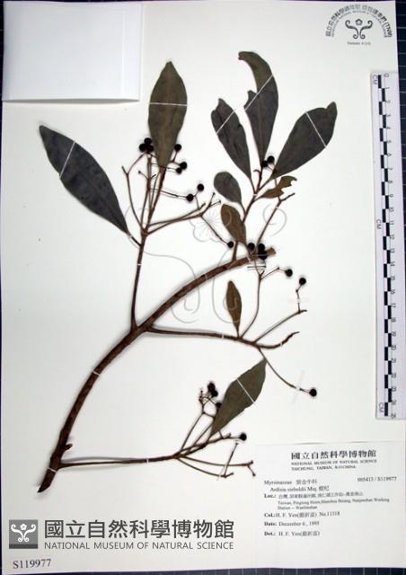 樹杞藏品圖，第1張