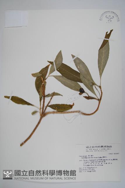 蘿芙木藏品圖，第1張