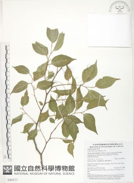 石朴藏品圖，第1張