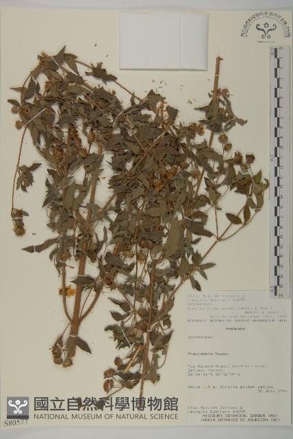 登錄號:S080577藏品圖，第1張