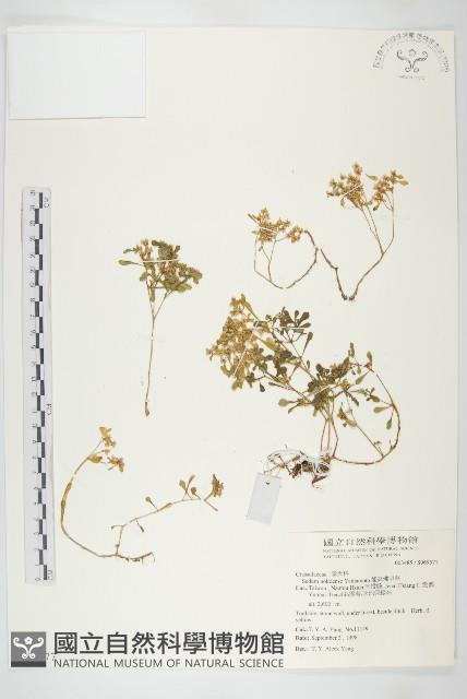 能高佛甲草藏品圖，第1張