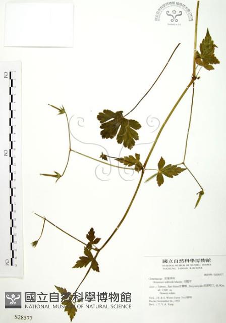 老鸛草藏品圖，第1張