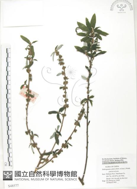 水麻藏品圖，第1張