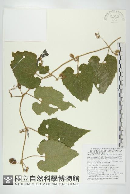 青牛膽藏品圖，第1張