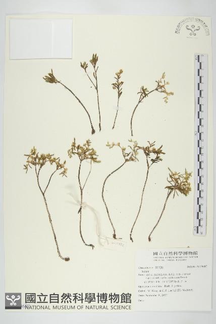 登錄號:S129687藏品圖，第1張