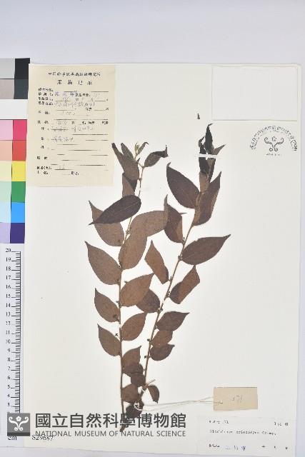 毛果算盤子藏品圖，第1張