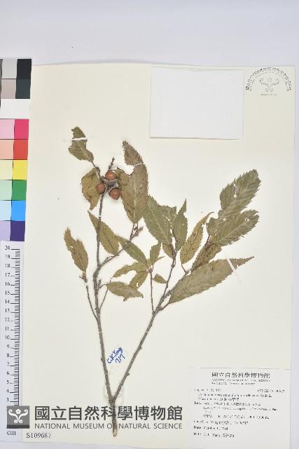 狹葉櫟藏品圖，第1張