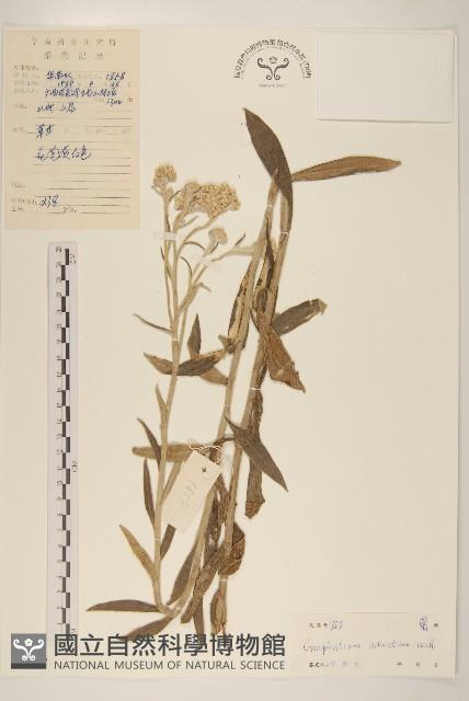 紅面番藏品圖，第1張