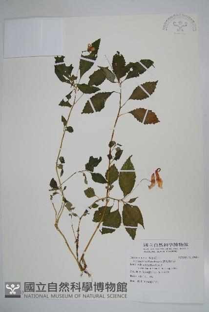 紫花鳳仙花藏品圖，第1張