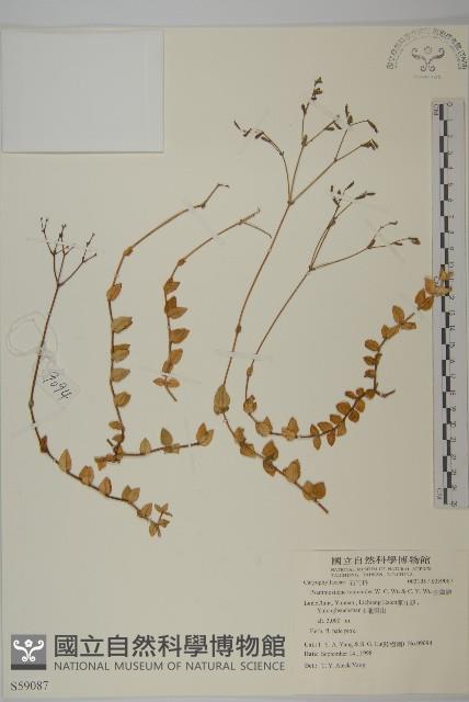 金鐵鎖藏品圖，第1張