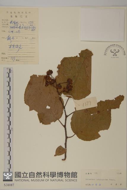 南蛇藤藏品圖，第1張