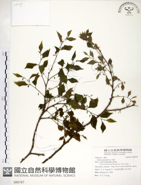 朴樹藏品圖，第1張